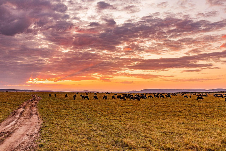 Safari budgétaire de groupe de 8 jours à travers le Kenya et la Tanzanie