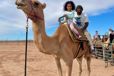 Las Vegas: Desert Camel Ride