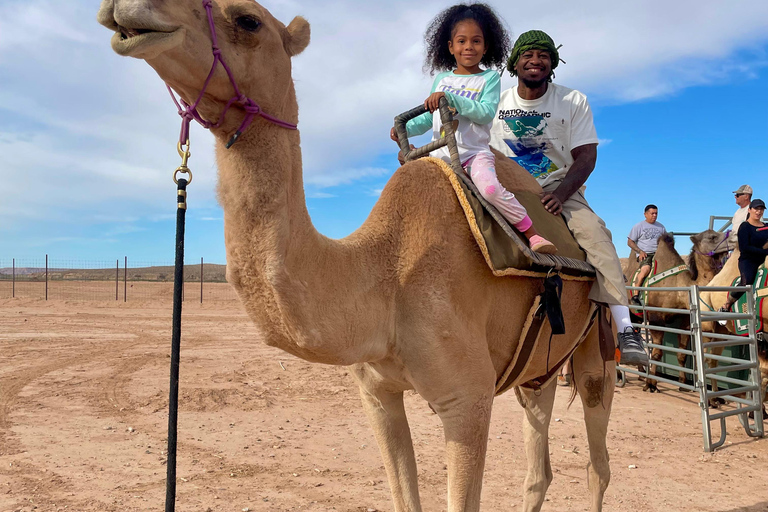 Las Vegas: Desert Camel Ride