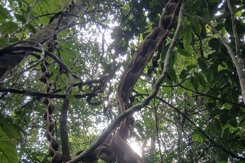 3-Day Amazon Expedition: Jungle, River & Wildlife Tour
