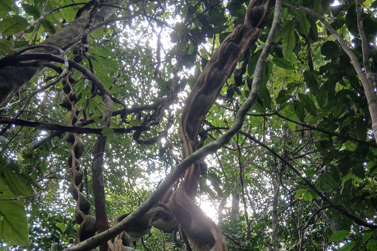 3-Day Amazon Expedition: Jungle, River & Wildlife Tour