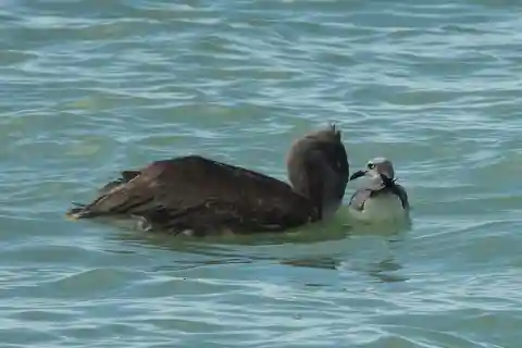 Depuis Mérida : Excursion d'une journée dans la réserve de biosphère de Celestun