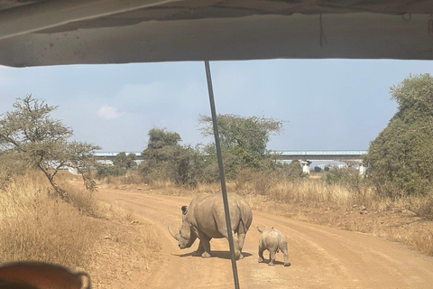 Nairobi National Park Full or Half-Day Tour with Guide Nairobi National Park Half-Day Tour with Guide