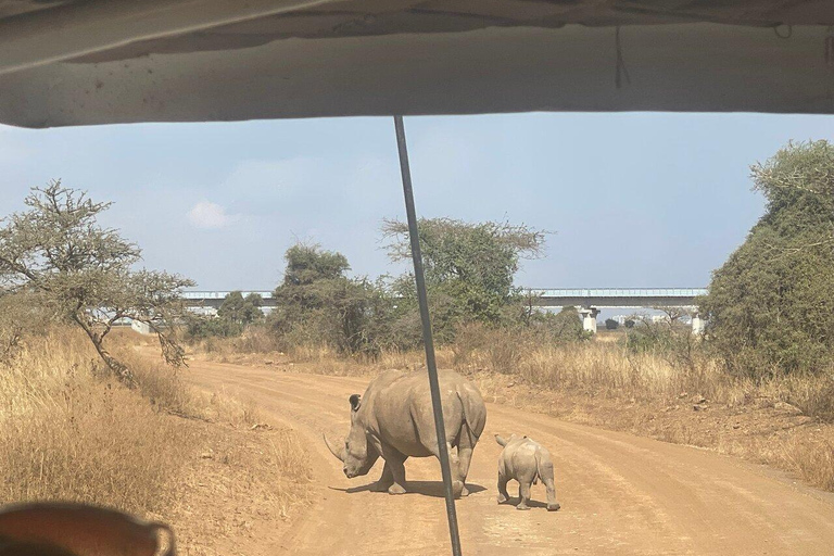 Nairobi-Nationalpark Ganz- oder Halbtagestour mit GuideNairobi National Park Halbtagestour mit Guide