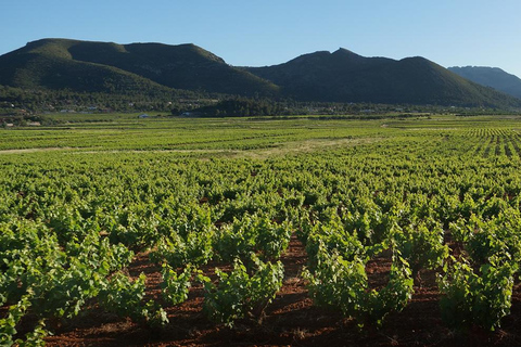 Xalo: Vineyard Tour with Wine Tasting and Snacks