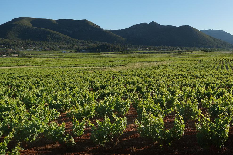 Xalo : visite du vignoble avec dégustation de vin et collations