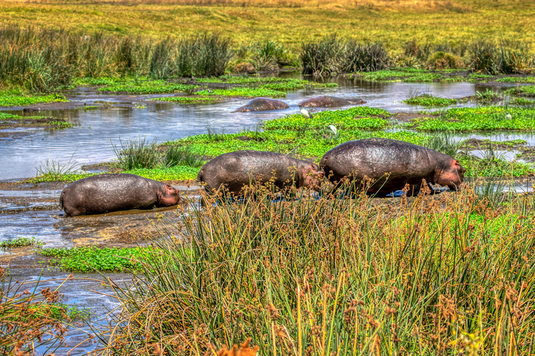 3 Days Tanzania Mid-Range Safari to Ngorongoro &amp; Manyara