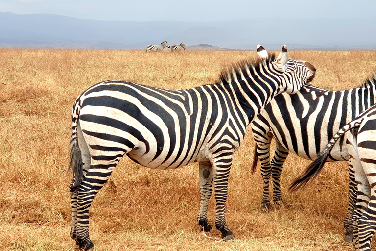 4-tägige Last-Minute-Safari zum Lake Manyara, ...