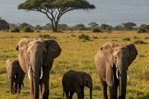 Uganda: 10-Day Luxury Safari with Gorilla Trekking