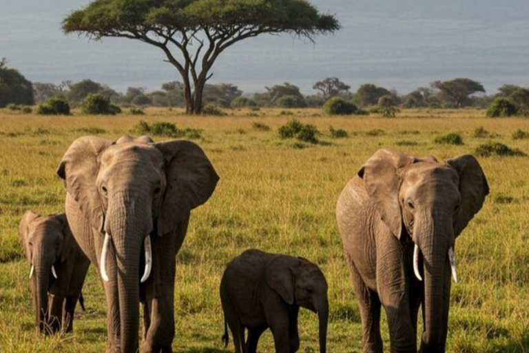 Uganda: 10-Day Luxury Safari with Gorilla Trekking