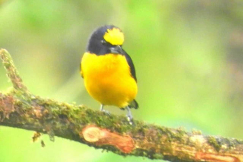 Observación de aves TODO incluido - Desde Medellín