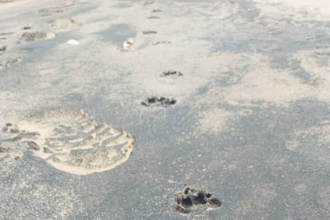 Walvis Bay: Vogels kijken en fotograferen