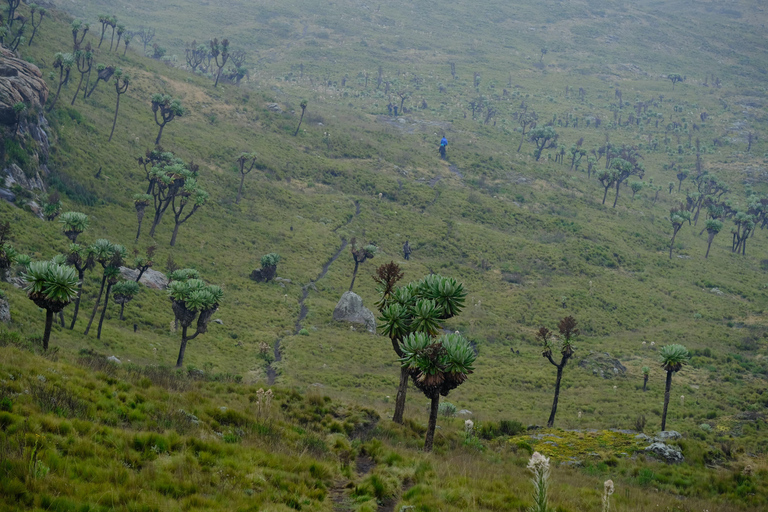 Aberdare National Park: Mount Satima Overnight Hike
