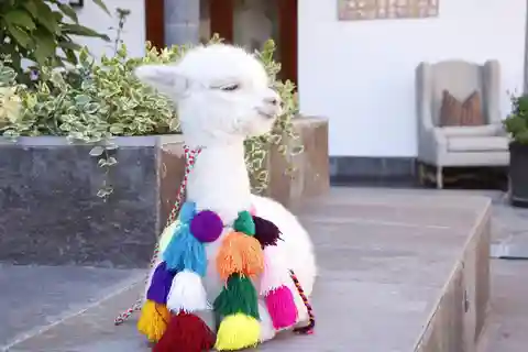Cusco: Traslado Privado a Awana Kancha desde Cusco