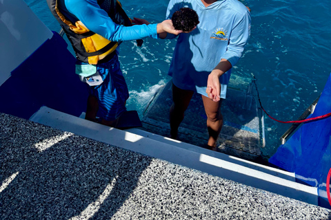 مغامرة الغوص مع سلحفاة وايكيكي