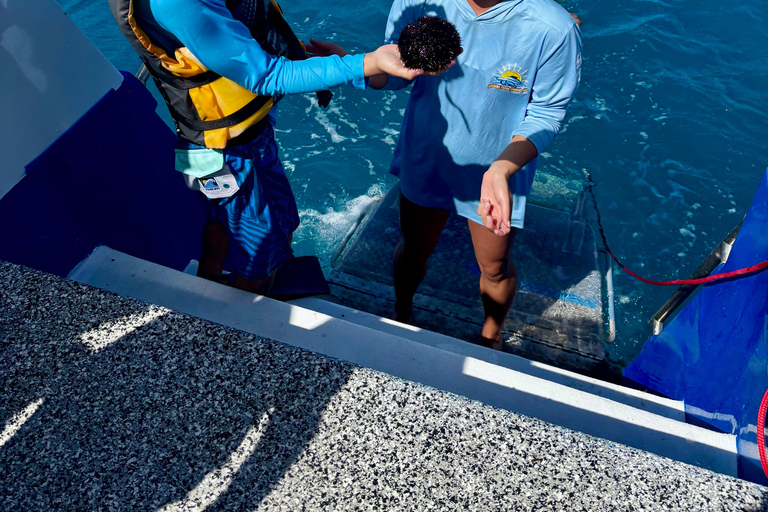 مغامرة الغوص مع سلحفاة وايكيكي