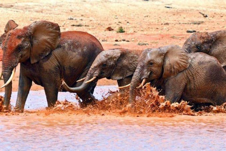 Von Mombasa aus: 3-tägige Tsavo West National Park Safari