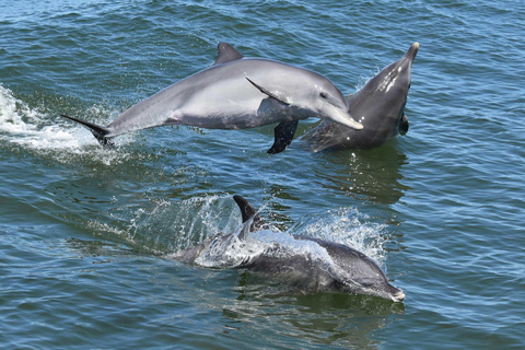 Mandurah: Murray River Lunch Cruise