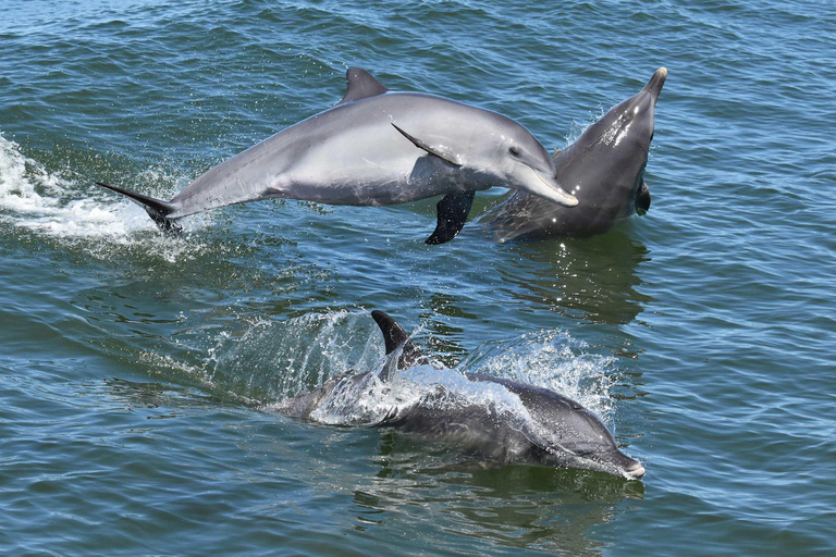 Mandurah: Murray rivier lunch cruise