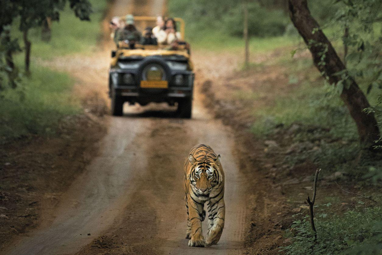 Złoty Trójkąt z wycieczką Ranthambore Wildlife Tour (06 dni)06 dni GT Ranthambore Tour, tylko prywatny samochód i przewodnik