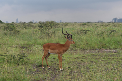 Nairobi: tour di mezza giornata dei parchi nazionali