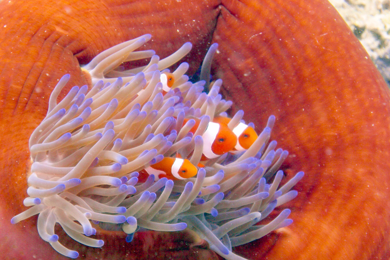 سيمبورنا: نزهة على الأقدام في جزر بوهي 3 وجولة غطس/غوص مع وجبة غداءسيمبورنا: جولة بوهي وماتابوان وسي