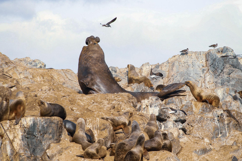 From Ushuaia: Beagle Channel Catamaran Cruise Morning Tour