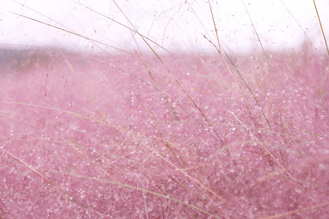 2024 Gira de Otoño por Jeju con el Festival Pink Muhly