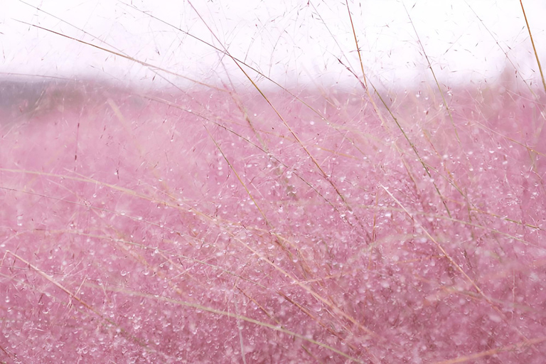 2024 Tour autunnale di Jeju con il Pink Muhly Festival