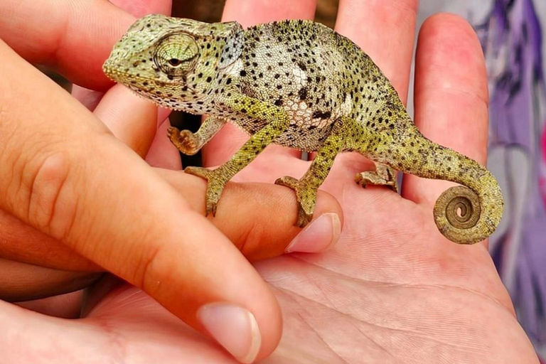 Zanzibar: Floresta de Jozani, centro de borboletas e praia de MtendeTour particular com traslado de ida e volta no hotel incluído