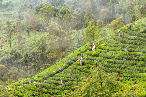 Colombo: Ella Panorama-Zugtour mit HoteltransfersFrom Colombo: Ella Scenic Train 3rd class reserved Tickets