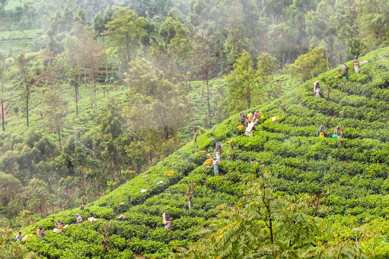 Colombo: Ella Panorama-Zugtour mit HoteltransfersFrom Colombo: Ella Scenic Train 3rd class reserved Tickets