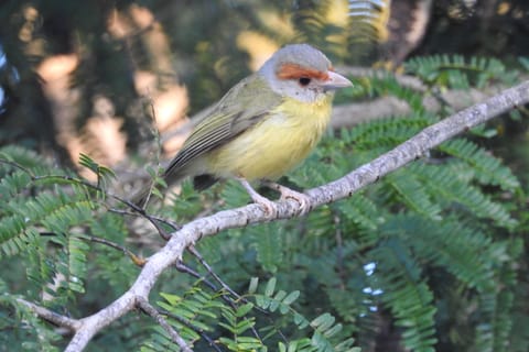Cancún: Guided Birdwatching Hike