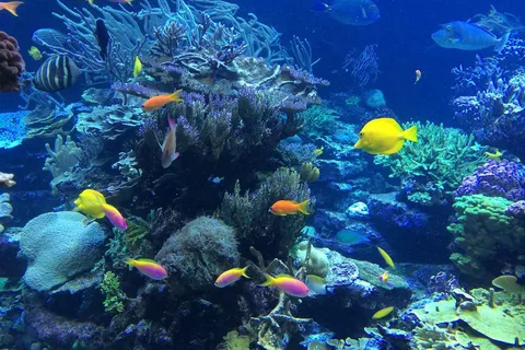 Lembongan : Fully enjoy! Snorkeling, Sightseeing /1day tour