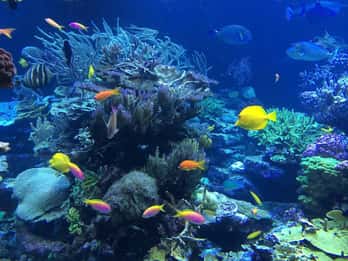 Lembongan : Volop genieten! Snorkelen, sightseeingtour /1daagse tour