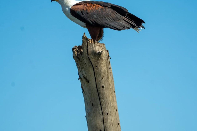 Nairobi: Horseback Safari and Lake Naivasha Boat Ride