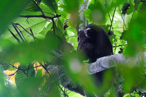 3-Day Amazon Expedition: Jungle, River & Wildlife Tour
