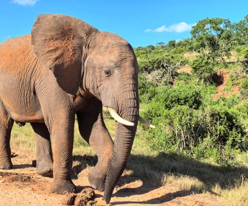 ADDO ELEFANTPARK