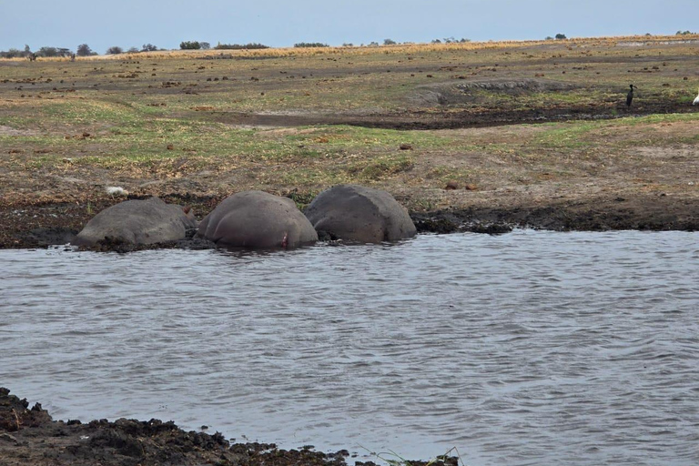 Crucero al atardecer por el río Chobe