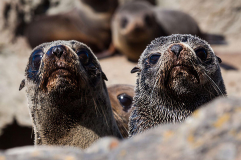 Christchurch: Kaikoura Whale Watching Day Tour Christchurch: Kaikoura Whale Watching Day Tour