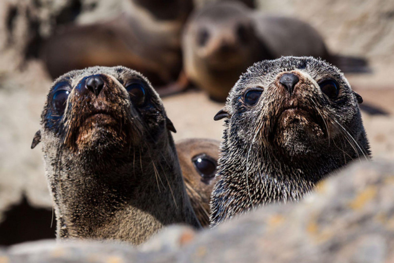 Christchurch: Kaikoura Whale Watching Day Tour Christchurch: Kaikoura Private Day Tour