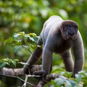 Puerto Maldonado: 2-Day Jungle Tour with Meals & Guide