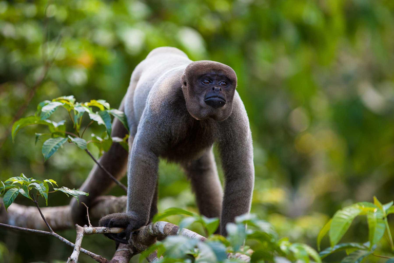 Puerto Maldonado: 2-Day Jungle Tour with Meals &amp; Guide