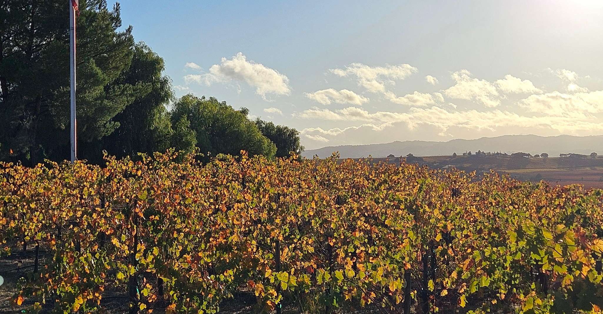 Excursão de Degustação de Vinho Inclusiva de Dia Inteiro saindo do Vale de Santa Ynez - Hizvo