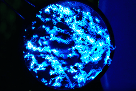 From Osaka: Awaji Island Magical Blue Sea Firefly Night Tour From Namba