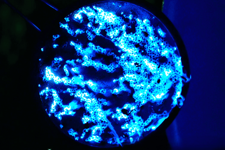 From Osaka: Awaji Island Magical Blue Sea Firefly Night Tour From Namba