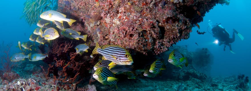 Maldives : Découvrez la plongée sous-marine