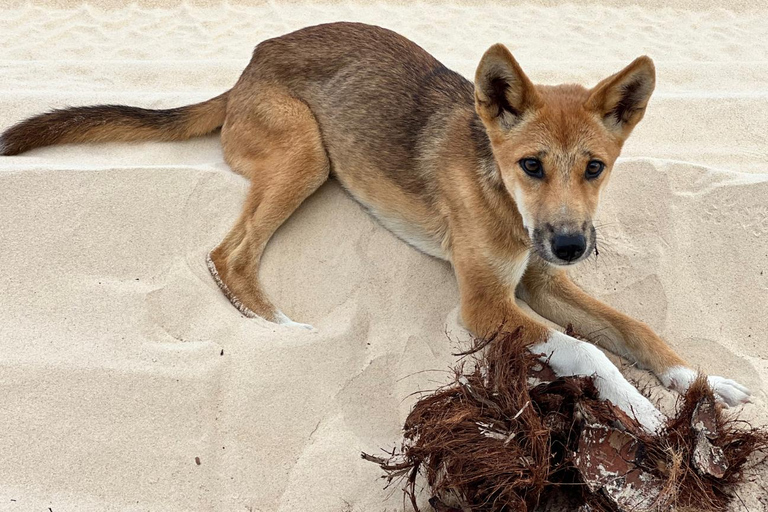 Rainbow Beach: 3-Day K'gari (Fraser Island) 4WD Adventure