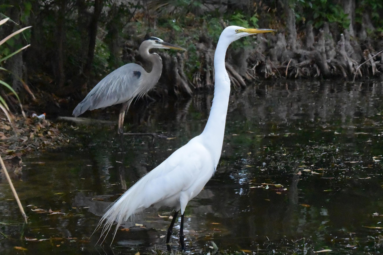 From Orlando: Wild Florida Kayak Tour on the Dora Canal