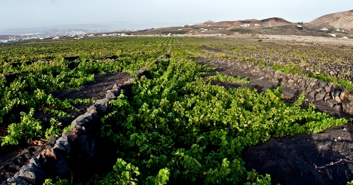 Lanzarote Wine Tasting Tour at El Grifo Bodega GetYourGuide